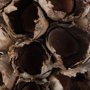 26-28" Natural Giant Seed Pod Half