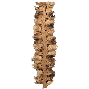 26-28" Natural Giant Seed Pod Half