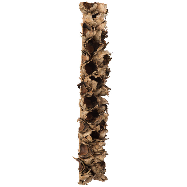 26-28" Natural Giant Seed Pod Half