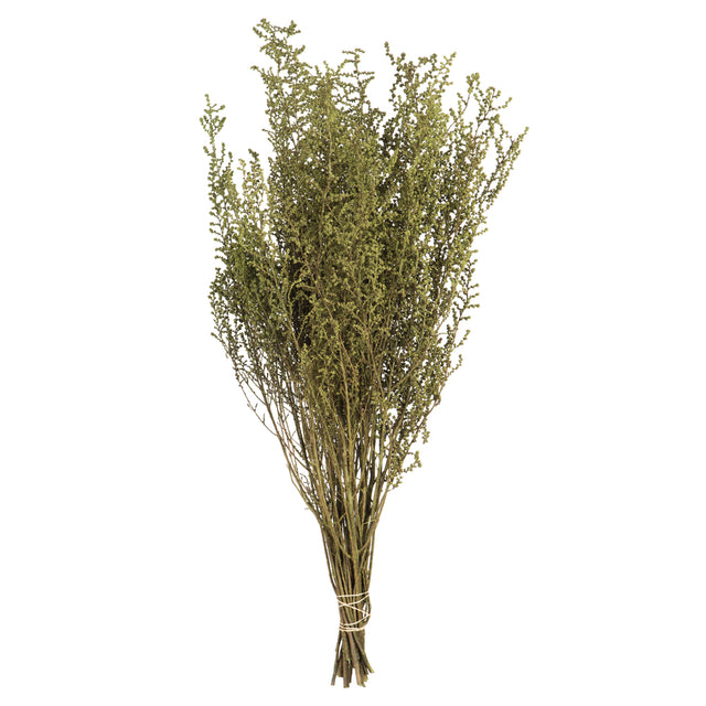 14–18" Preserved Spring Green Stoebe Bundle