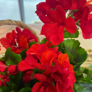 UV-Protected Natural Touch Geranium Bush – Multiple Colors