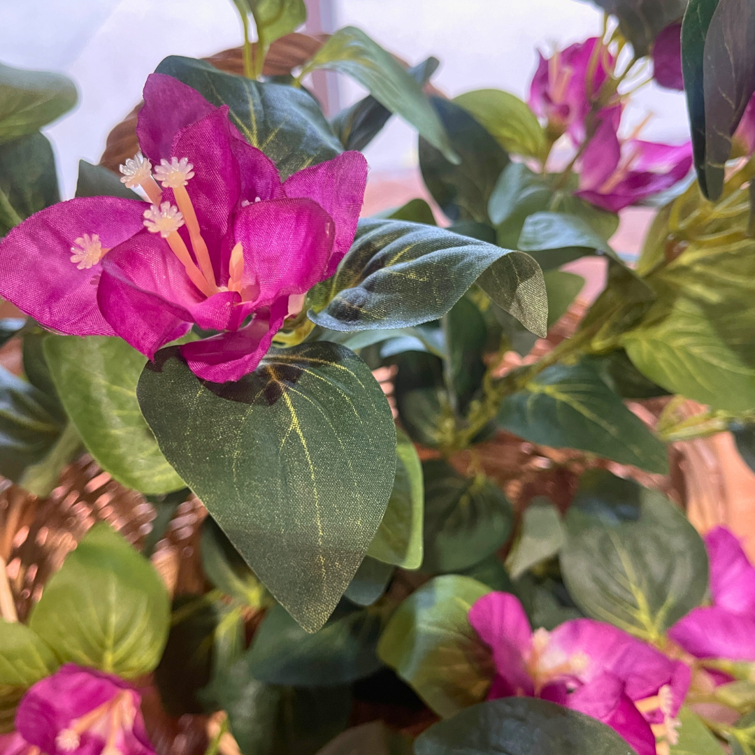 25" Hanging Magenta Bouganvilla Plant | UV Treated