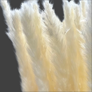 26" Bleached White Pampas Grass Bundle-Type 5