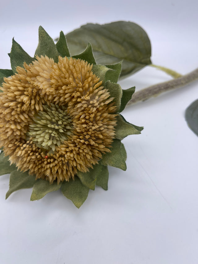 17" Dried Sunflower Bud