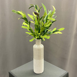 13" Olive Bush