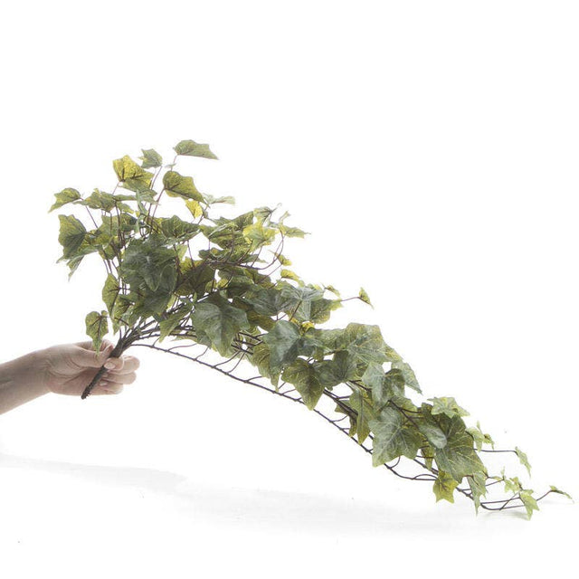 30" English Ivy Bush