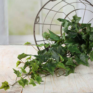 30" English Ivy Bush