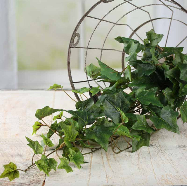 30" English Ivy Bush
