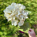 Hydrangea Spray, Two Colors, additional view