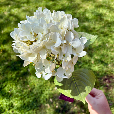 Hydrangea Spray, Two Colors, additional view