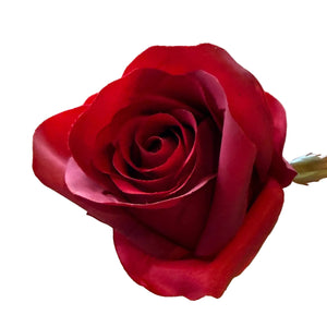 23" Just Cut Garden Red Rose Bud