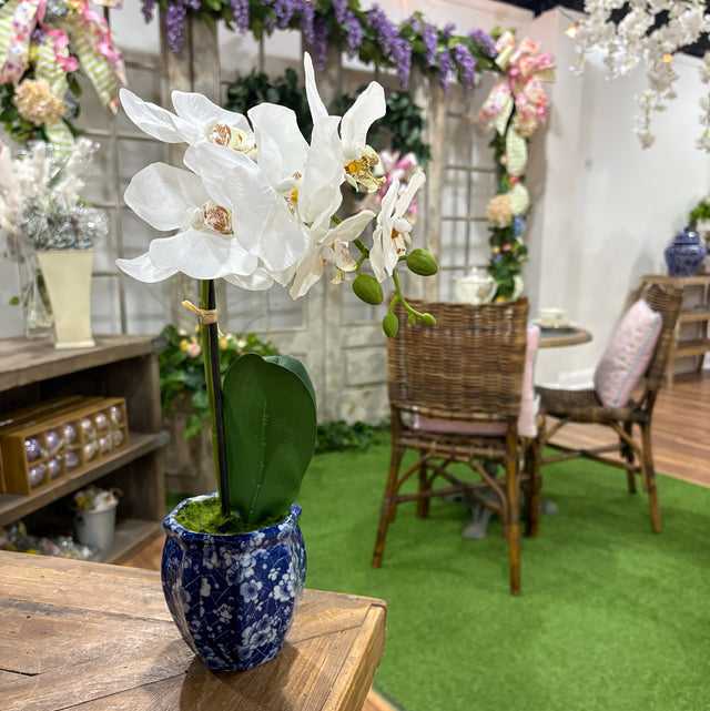 16" Potted Phaleanopsis Orchid in Ming Pot