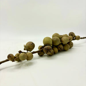 Date Palm Fruit Stem