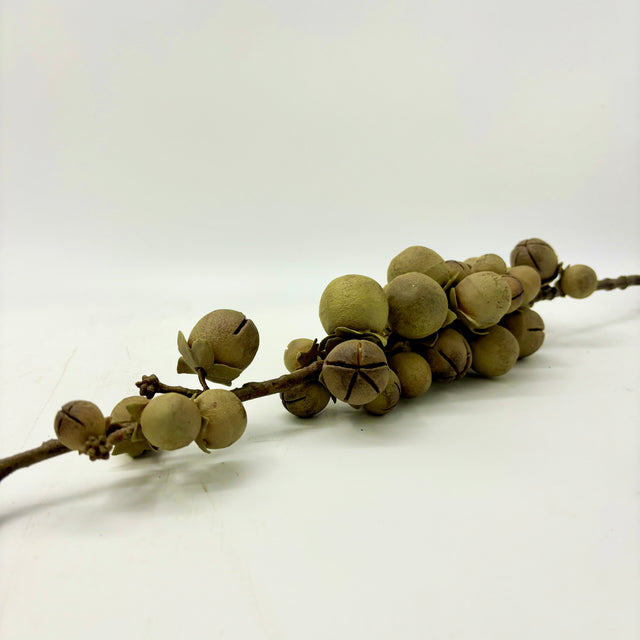 Date Palm Fruit Stem