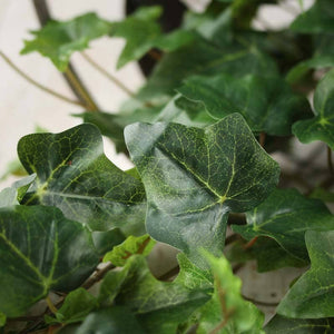 30" English Ivy Bush