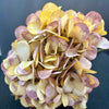 yellow and purple hydrangea