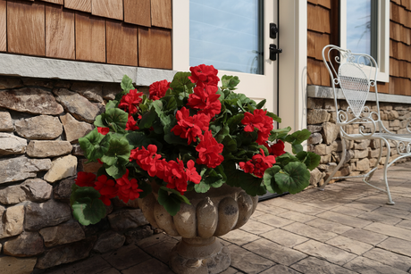 Red flowers in a stone planter on a patio with a wooden wall and white chair in the background.