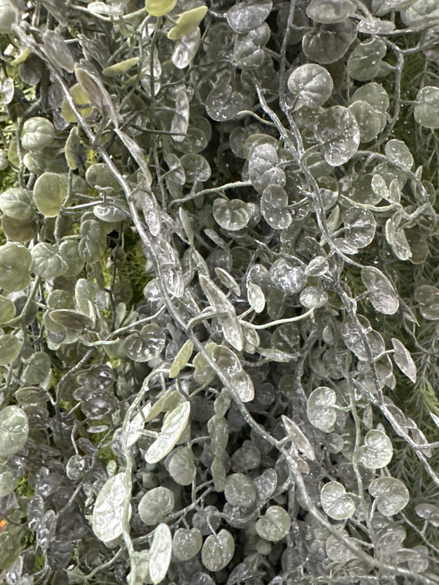 6' Saxifraga Gold Garland