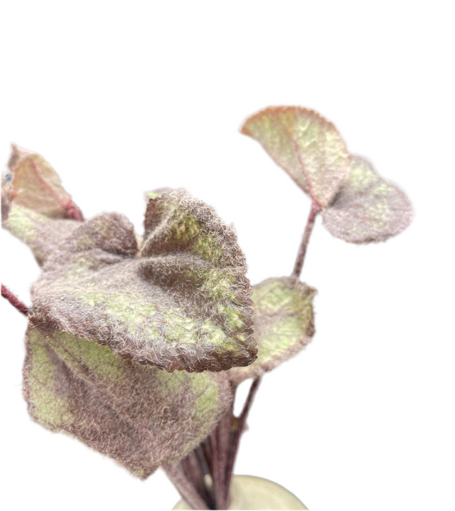 12" Coleus Leaves Stem