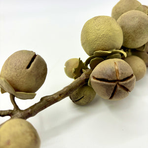 Date Palm Fruit Stem