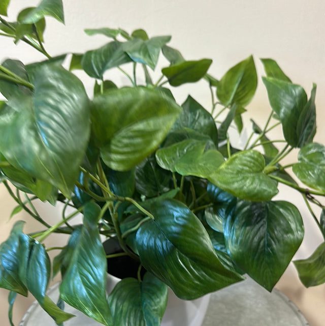 Philodendron Green Potted in White Pot