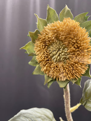 17" Dried Sunflower Bud