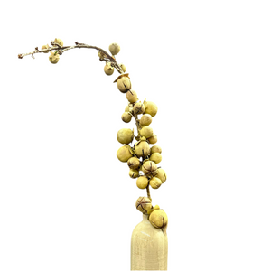 Date Palm Fruit Stem