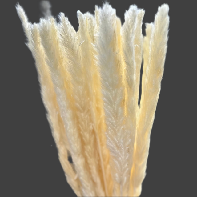 26" Bleached White Pampas Grass Bundle-Type 5