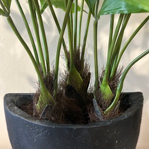 Fish Tail Palm Tree Potted