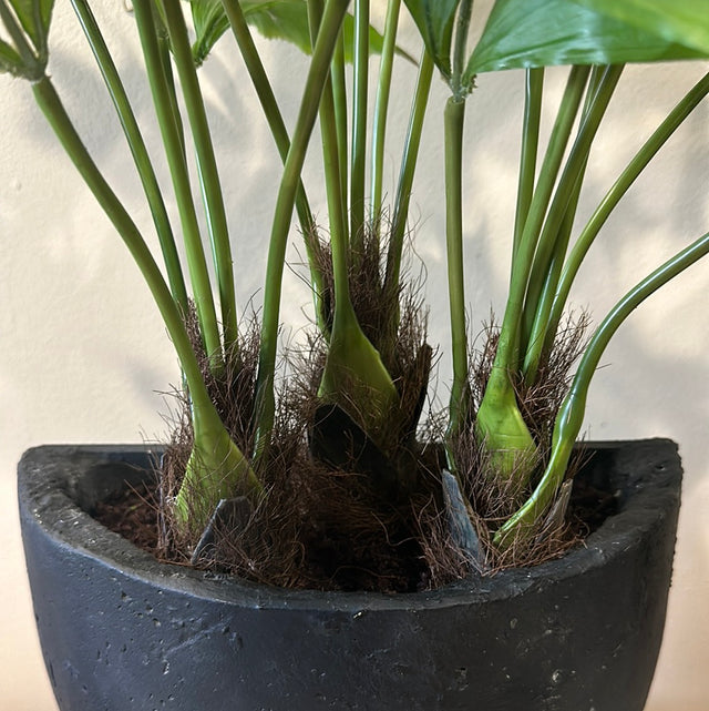 Fish Tail Palm Tree Potted