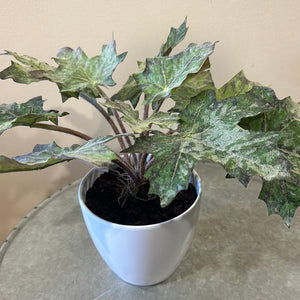 Star Begonia Leaves Potted
