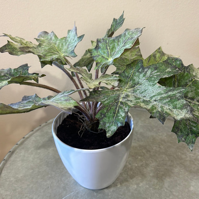 Star Begonia Leaves Potted