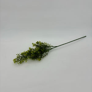 Mini Boxwood Bush Light Green