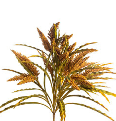 Gold Astilbe Bush, additional view