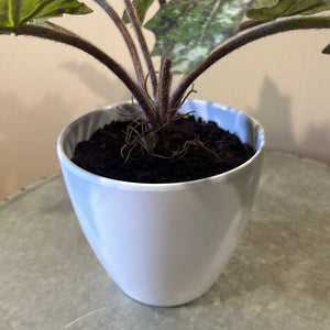 Star Begonia Leaves Potted