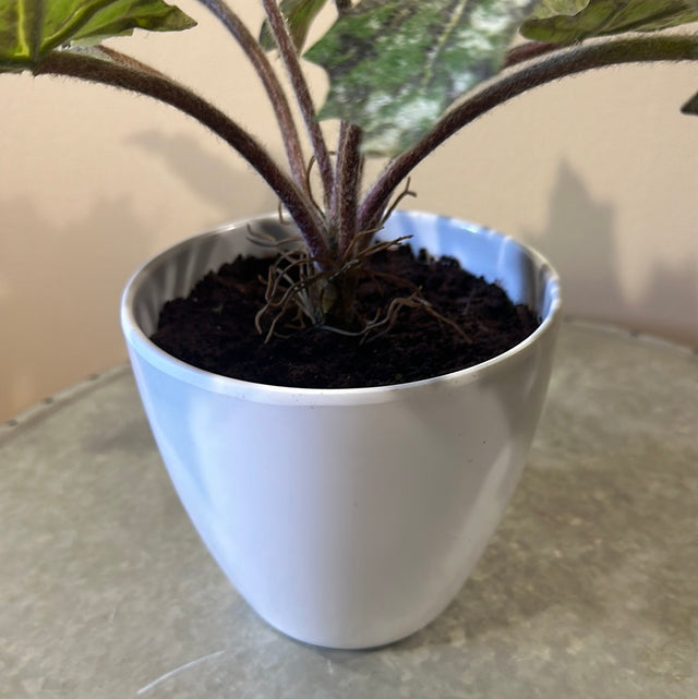 Star Begonia Leaves Potted