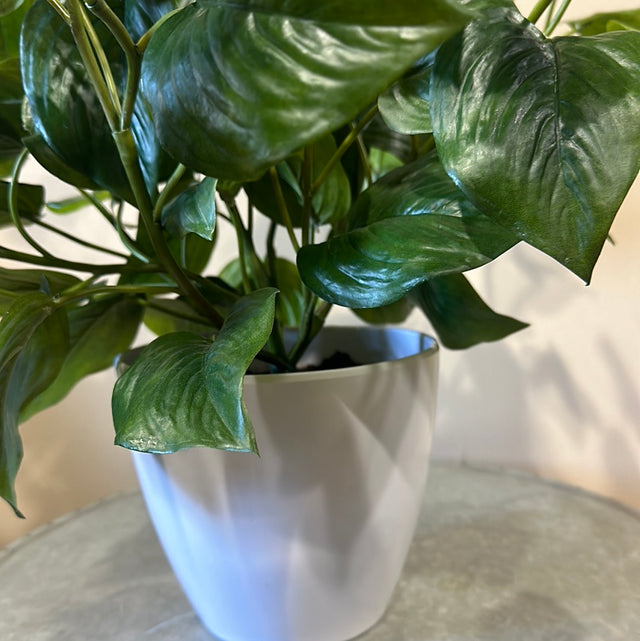 Philodendron Green Potted in White Pot