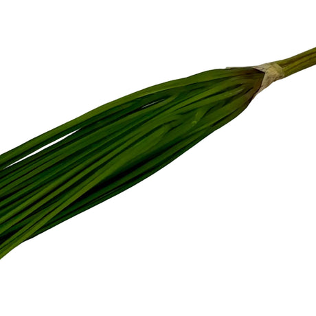 Light Green Onion Grass Bush, additional view