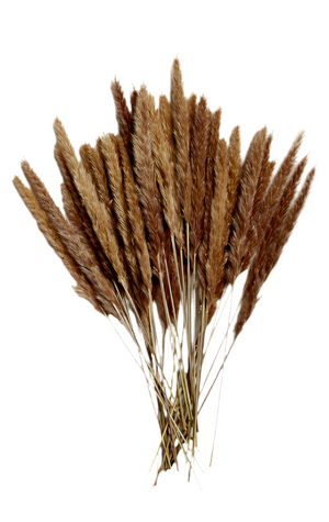 26" Natural Pampas Grass Bundle - Brown