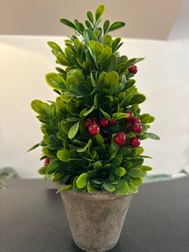 12" Boxwood Tree