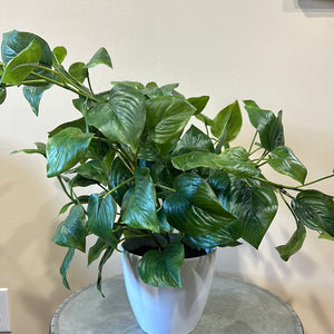 Philodendron Green Potted in White Pot