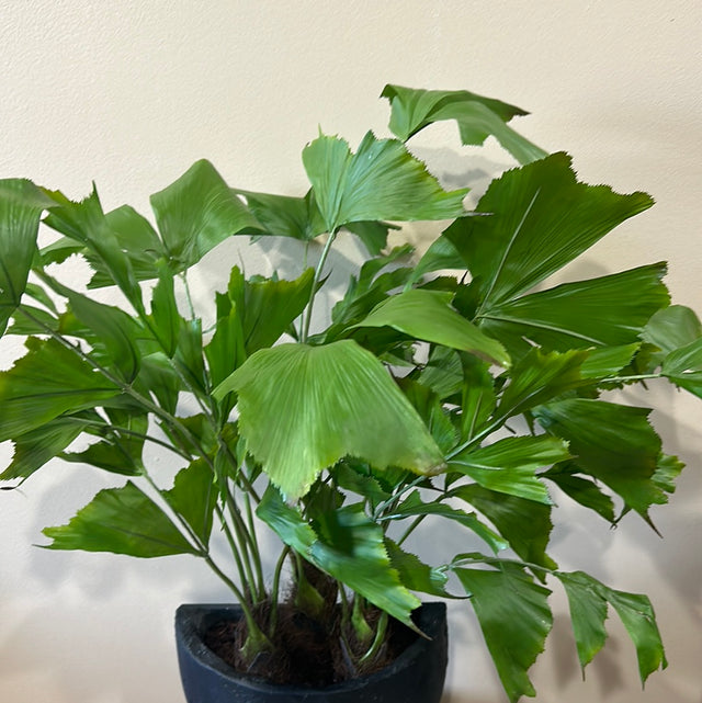 Fish Tail Palm Tree Potted