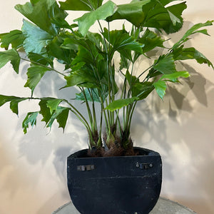 Fish Tail Palm Tree Potted