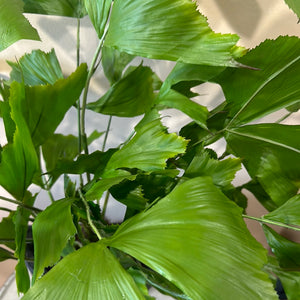 Fish Tail Palm Tree Potted