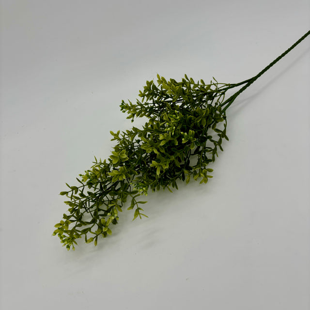 Mini Boxwood Bush Light Green