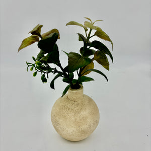 11" Basil/Herb Bundle
