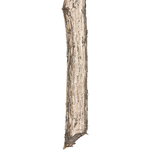38" Needle Pine Spray-Champagne