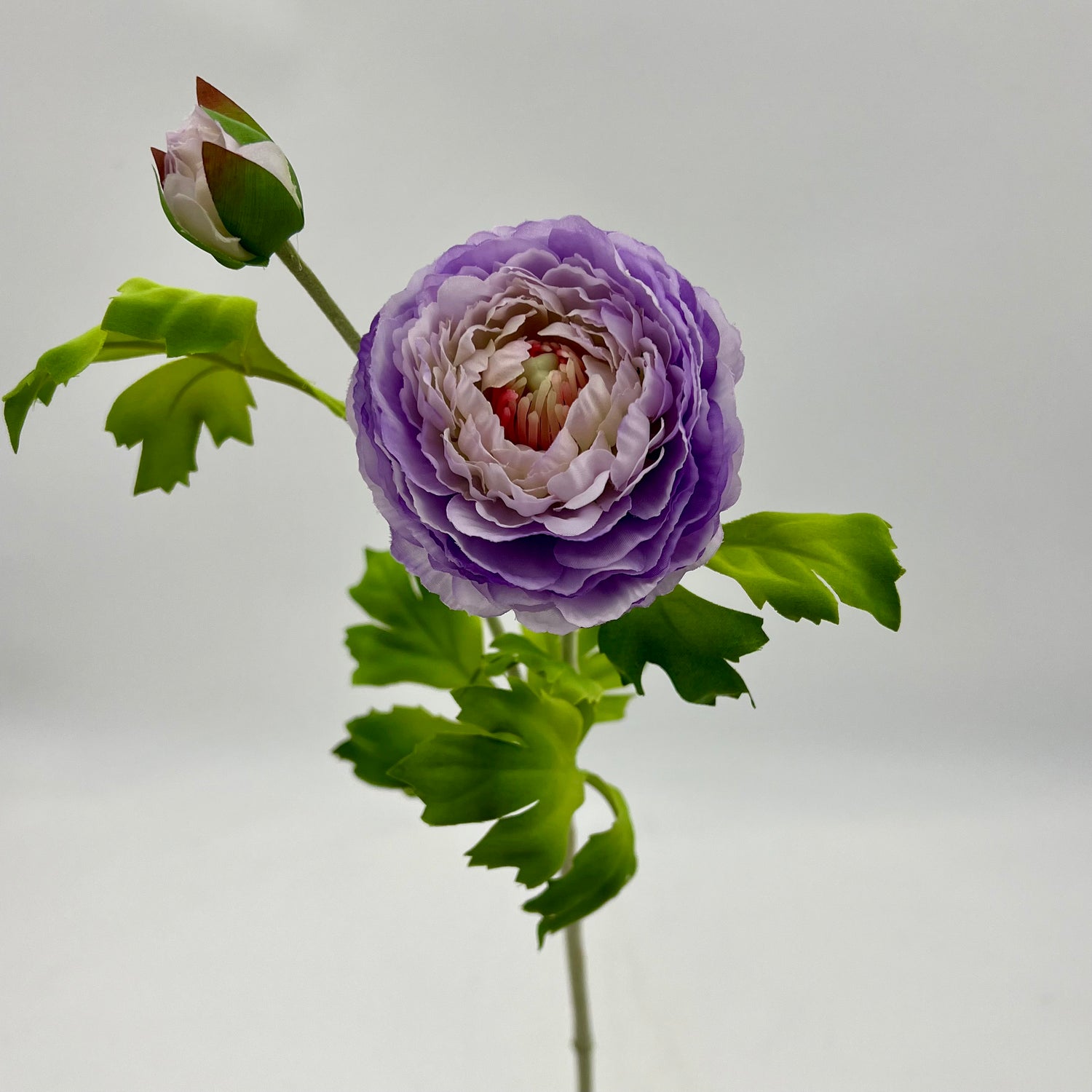 24" Purple Ranunculus Spray