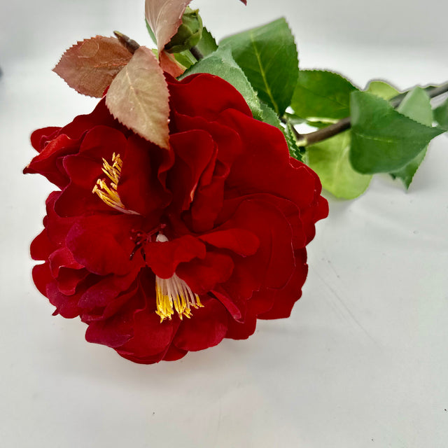 37" Red Camelia Stem