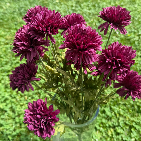 Plum Fall Mum Bundle, additional view